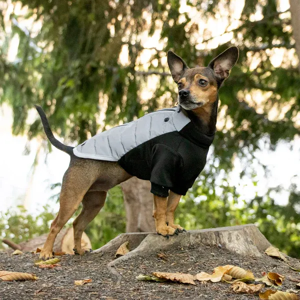 A small brown dog standing on a tree stump in the forest, wearing a Water-Repellent Reflective Active Pro-Fit Dog Coat from FurHaven Pet Products