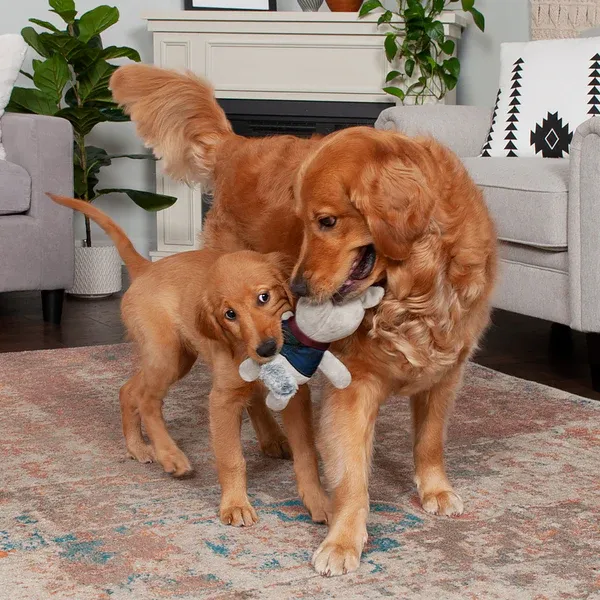 adult and puppy golden retriever playing with a pulsh toy