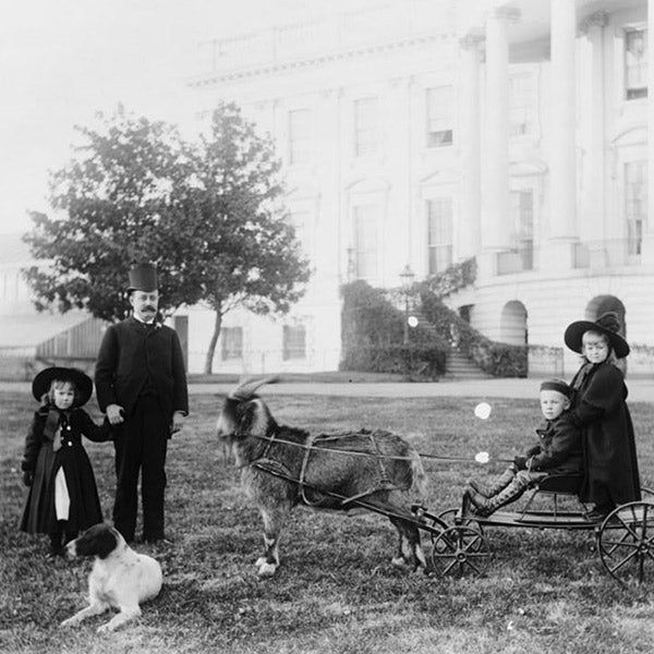 Benjamin Harris and his family, surrounding their pet Goat, Whiskers, from FurHaven Pet Products