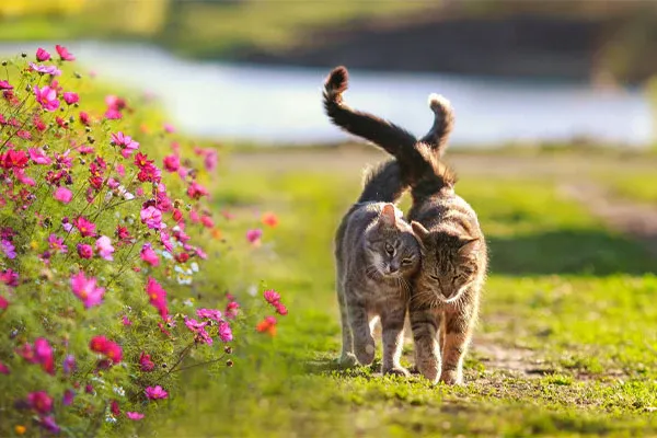 two gray tabis rubbing their heads together and walking down a field of pink and hot pink flowers