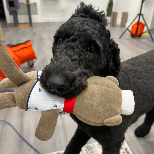 A black standard poodle with curly hair holds an otter plush dog toy in its mouth at Furhaven Pet Products