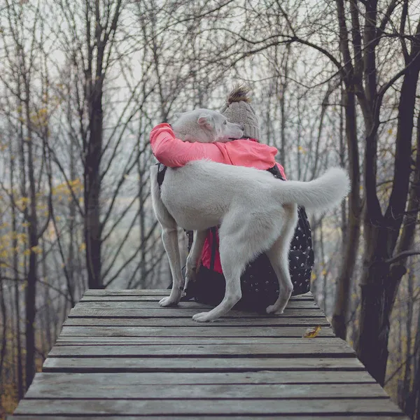 owner hugging their dog