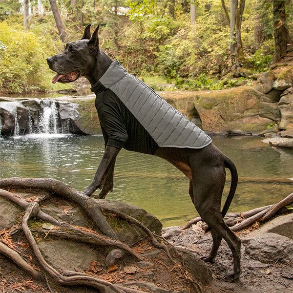 A gray dog stands on a rock, next to a body of water with a waterfall, wearing a FurHaven Water-Repellent Reflective Active Pro-Fit Dog Coat