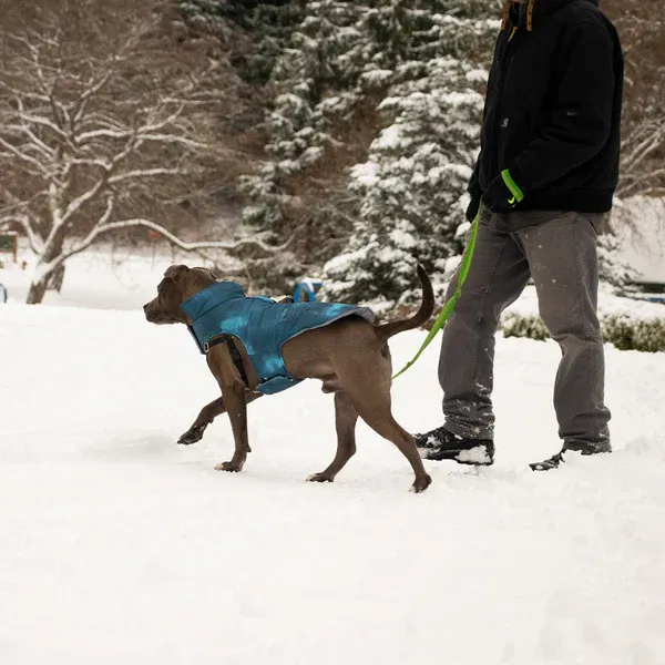 dog walk in the snow