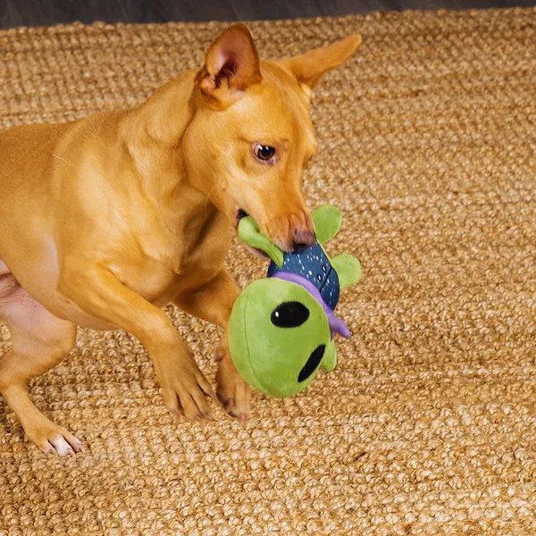 A small, brown dog plays on some carpet with FurHaven's Cosmo the Alien dog