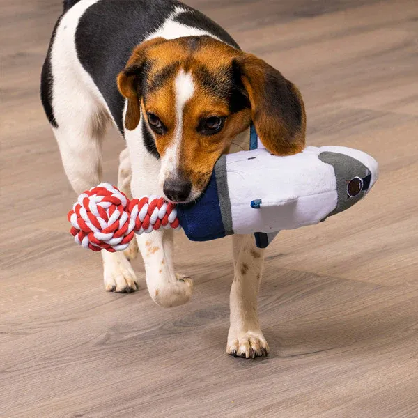 A beagle dog carries a FurHaven Rover toy across hardwood floor