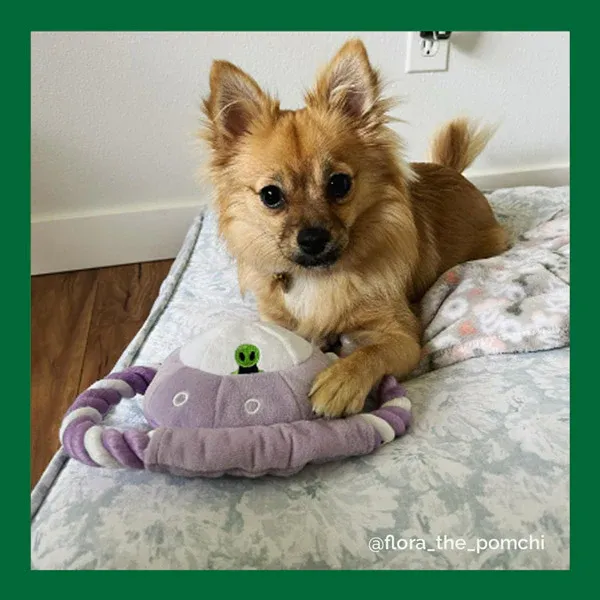 Flora the Pomchi sitting on a cushion with a FurHaven UFO Rope toy!