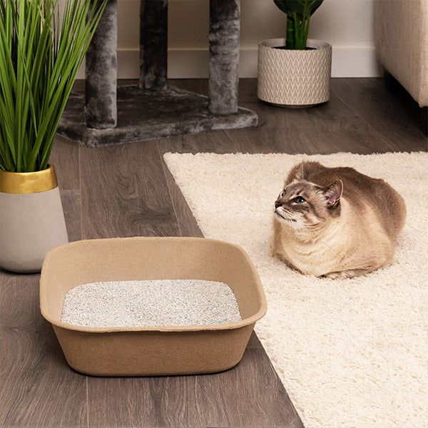 A gray and cream colored cat sits on a white rug on the floor next to a Kitty Sift Litter Tray