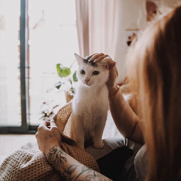 A white and gray cat receiving pets from a human sitting in an easy chair, from FurHaven Pet Products