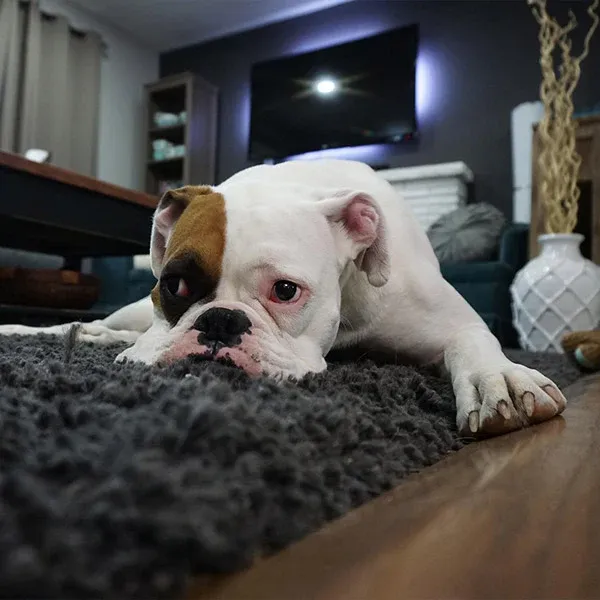 A tired-looking bulldog lying on some carpet on the floor in a living room, from FurHaven Pet Products