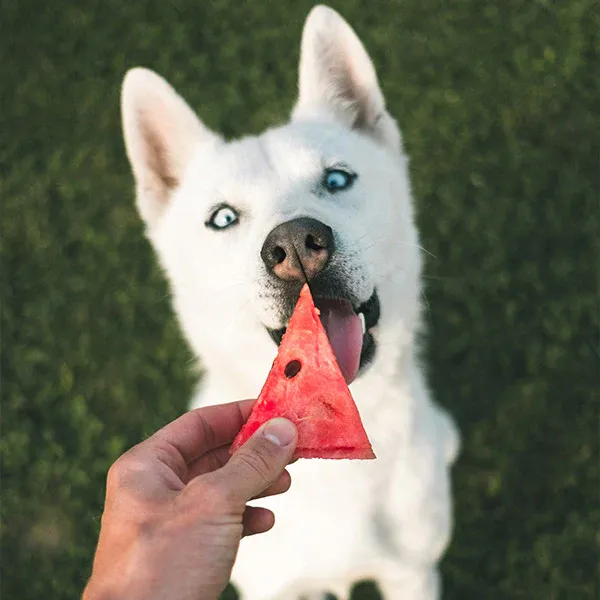 A pure white dog being fed a piece of watermelon while sitting on grass, from FurHaven Pet Products