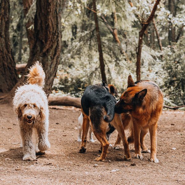 A gathering of three dogs in a forest clearing- one is curly white furred, and two are brown/black furred, who are both inspecting eachother, at FurHaven Pet Products