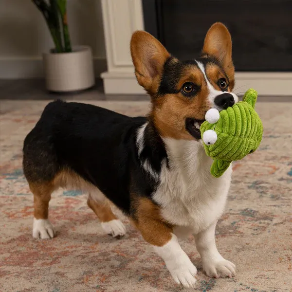 A brown, white, and black dog standing on a rug with a goDog Playclean Germ Toy in it's mouth, from FurHaven Pet Products