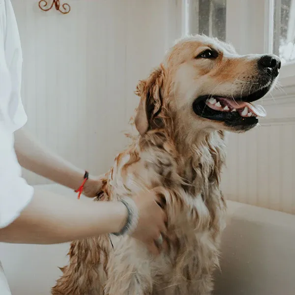 A human giving a blonde dog a soapy bath, while the dog looks quite happy, from FurHaven Pet Products