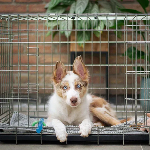 A dog lying in their crate