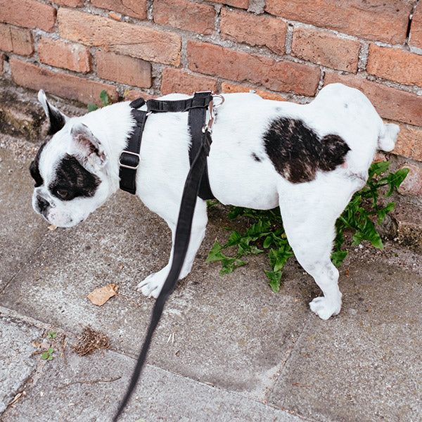 A spotted black and white bulldog going to the bathroom on a plant embedded within a brick wall, from FurHaven Pet Products