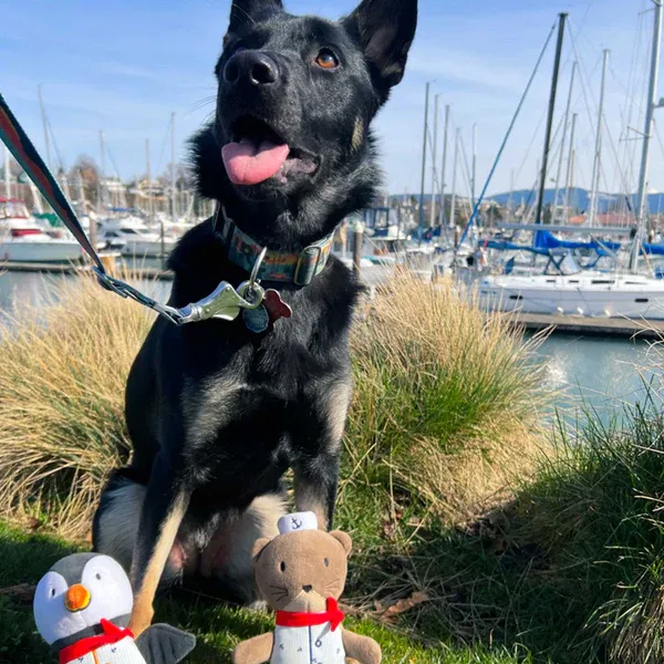 A black and brown german shepherd sits in green grass in a marine with boats and blue sky with a penguin and otter plush dog toy at Furhaven Pet Products