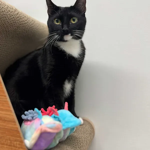 A black and white cat sits inside a carboard box with rainbow colored sea slug catnip cat toys at Furhaven Pet Products