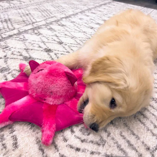 A yellow retriever puppy lays on a white and grey carpet chewing on a pink squid plush dog toy at Furhaven Pet Products