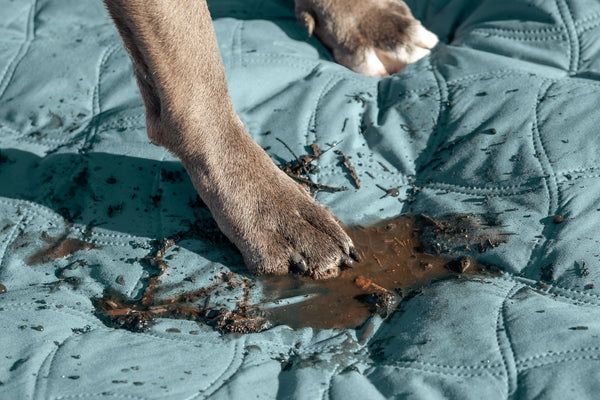 Remove-dirt-pet-bed-cover_600x600.jpg