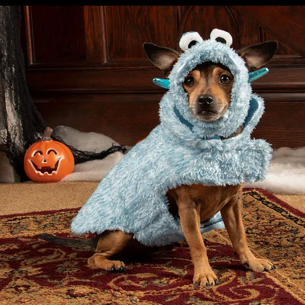 A small brown and tan dog in a fluffy blue monster costume for dogs at FurHaven Pet Product