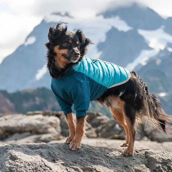 A black and tan long fur dog in a blue water resistant rain coat for dogs