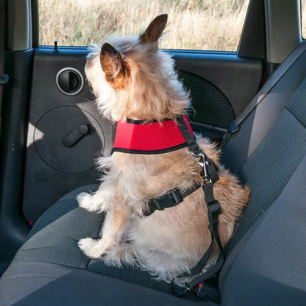 A small golden dog with curly fur sits in a car seat, which has a FurHaven Car Seat Safety Clip attachment