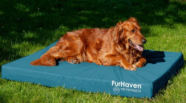 A brown, long fur dog lays on top of a blue FurHaven Oxford Indoor/Outdoor bed, settled on some green grass