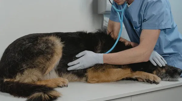 dogcheckup_600x600.webp