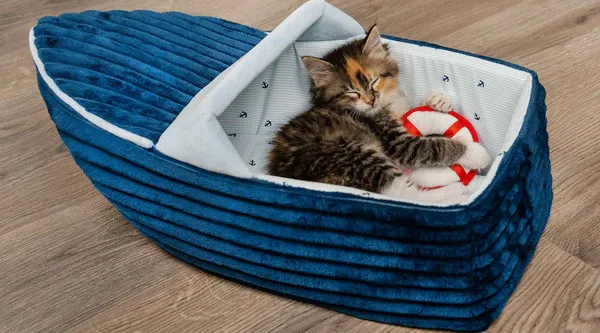 A small brown dappled kitten sleeping in a blue FurHaven Dreamer Corduroy Pet Bed