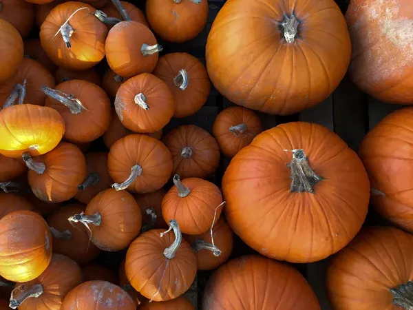 Orange pumpkins of various size in a pile for dogs at FurHaven Pet Products.