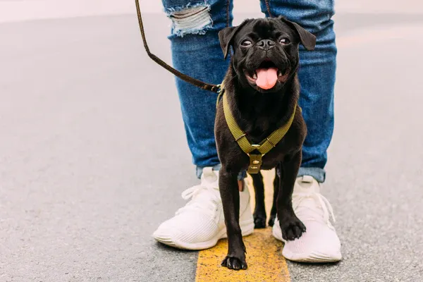 A black dog walking down a yellow paint strip with its owner behind in blue jeans and white sneakers at FurHaven Pet Products