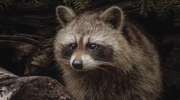 raccoon-2_600x600.jpg